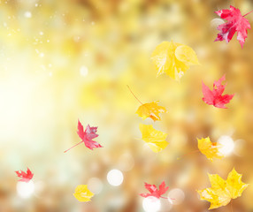 Fresh red and yellow fall foliage leaves on background with sunshine and copy space