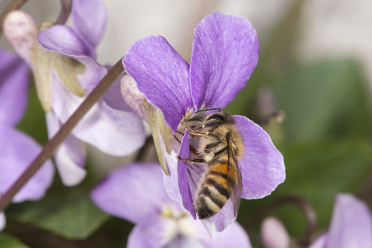 macro image of a bee on purple flower collecting pollen.
