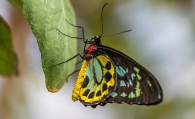 Cairns Birdwing Butterfly  - Ornithoptera priamus