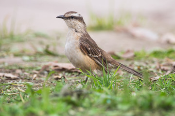 wild birds nature