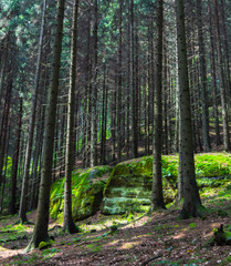Bohemian (Czech, Saxon) Switzerland, National Park. Forest. Stones in green moss
