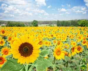 Field of colorful sunflowers at bright summer day under blue sky with clouds