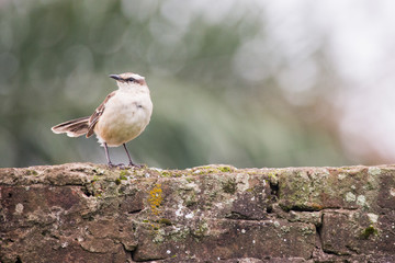wild birds nature