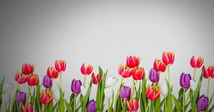 Tulip flowers on grey background