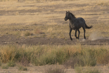 Fototapeta na wymiar Majestic Wild Horse