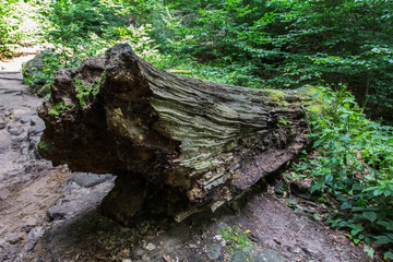 Fototapeta premium Fallen tree in moss