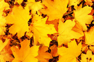 Naklejka na ściany i meble Yellow maple Autumn Leaves Background. Colorful autumn fallen leaves texture. Outdoor.