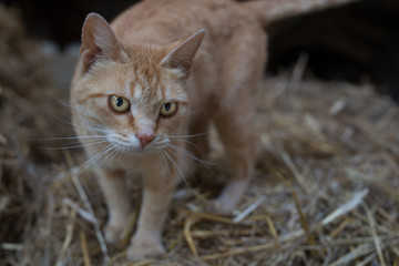 cat on straw