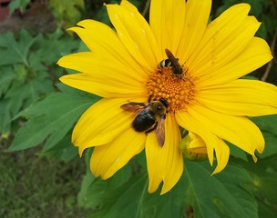 Insects on a yellow heliopsis flower in Florida nature