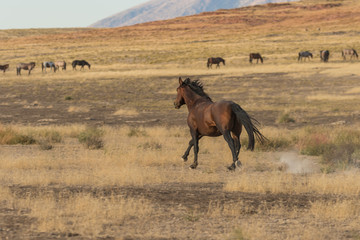 Majestic Wild Horse