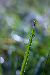 Morning dew on gren grass for abstract, spring background.