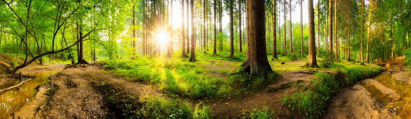 Beautiful forest panorama with big trees and bright sun