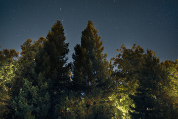 Trees and Stars - 177843723