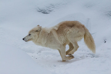 Fototapeta na wymiar Arctic Wolf