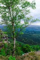 Fototapeta na wymiar Bohemian (Czech, Saxon) Switzerland National Park. Forest near Pravcicka Brana. Birch