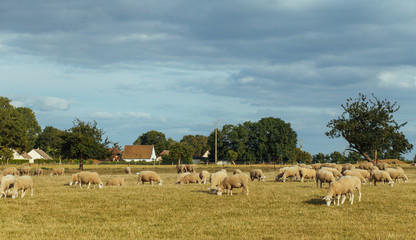Herd of sheep grazing on a grassy field on a sunny day in Normandy, France. Sheep breeding, industrial agriculture concept. Summer countryside landscape, pastureland for domesticated livestock