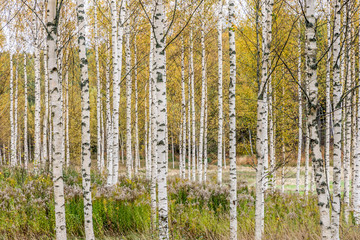 En skot av bj&ouml;rkar som bildar ett fint m&ouml;nster