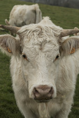 Cows grazing on a field. Normandy, France. Breed of large beef cattle. Cloudy morning in a countryside. Toned