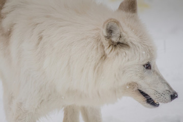 Obraz premium Arctic Wolf