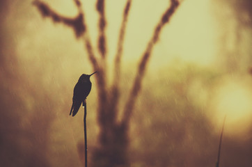 Silhouette of a hummingbird against golden background, Mindo, Ecuador