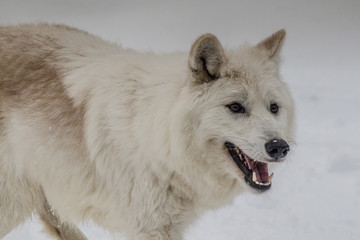 Obraz premium Arctic Wolf