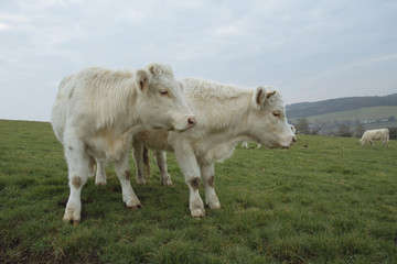 Cows grazing on a field. Normandy, France. Breed of large beef cattle. Cloudy morning in a countryside. Toned