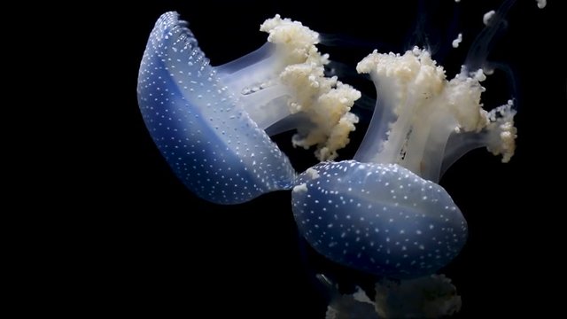 Footage with glowing medusas