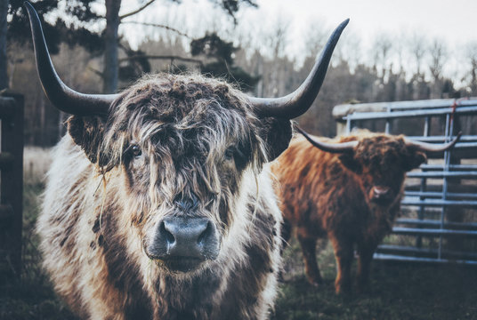 Closeup of Highland cattle.