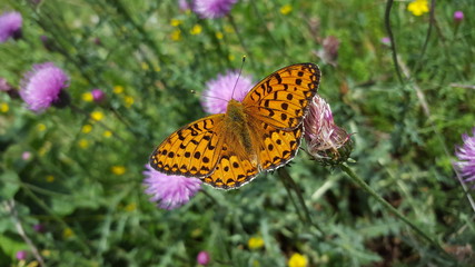 Papillon