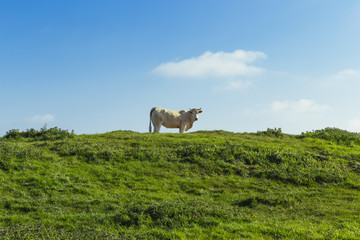 Cows grazing on grassy green field on a bright sunny day. Normandy, France. Cattle breeding and industrial agriculture concept. Summer countriside landscape and pastureland for domesticated livestock