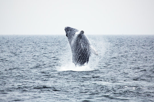 Humpback whale leaping from the water