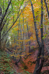 Beech hillside forest with colorful autumn leaves