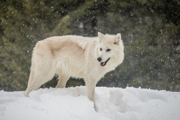 Obraz premium Arctic Wolf