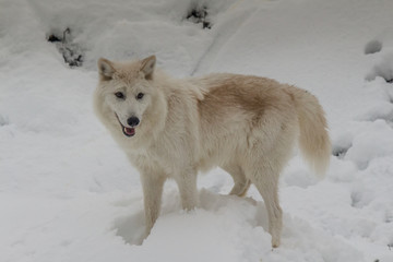 Arctic Wolf
