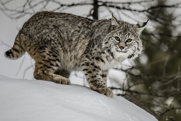Bobcat
