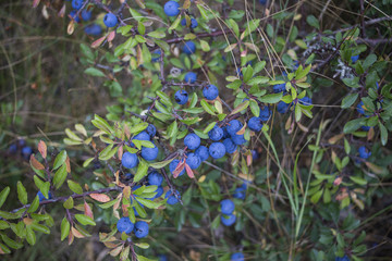 Blue fruits of blackthorn in the late summer