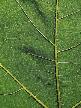 Close up of fig leaf