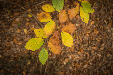 Beech leaves in autumn colors with dry brown leaves in the background
