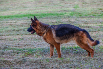 German Shepherd