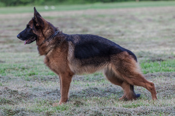 German Shepherd