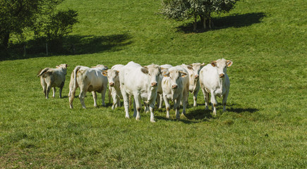 Fototapeta na wymiar Cows grazing on grassy green field on a bright sunny day. Normandy, France. Cattle breeding and industrial agriculture concept. Summer countriside landscape and pastureland for domesticated livestock