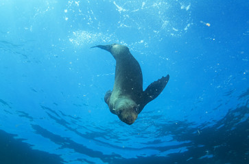 Fototapeta premium brown fur seal, arctocephalus pusillus, South Africa