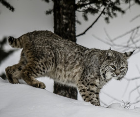 Bobcat