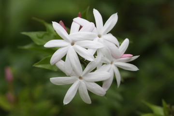 Thailand Flower White 2