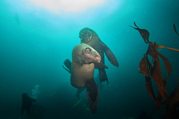 brown fur seal, arctocephalus pusillus, South Africa