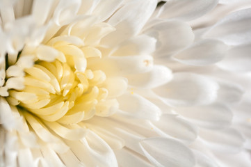 chrysanthemum white macro background