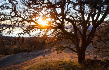 Fototapeta na wymiar A an epic mossy tree overlooking Clear Lake Califonia