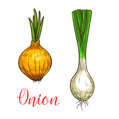 Onion leek vector sketch vegetable icon