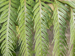 tropical leaf green fern closeup