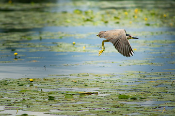 Blue Heron 2